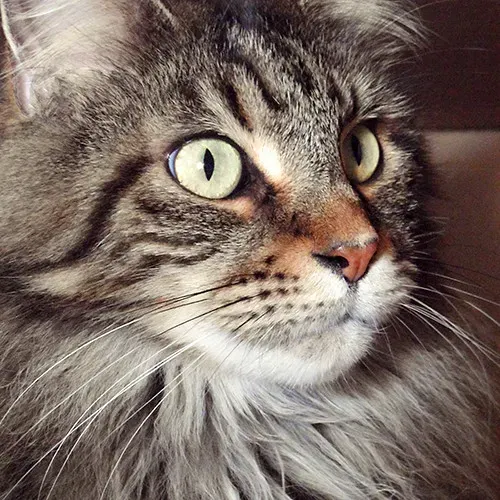 They're Hardwired for Independence (Image Credits: Flickr)