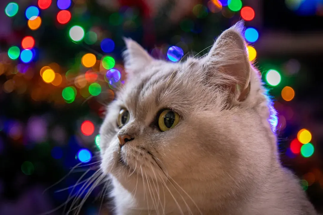 7. The "Something You Can't See" Stare - Their Senses Are Beyond Ours (Image Credits: Unsplash)