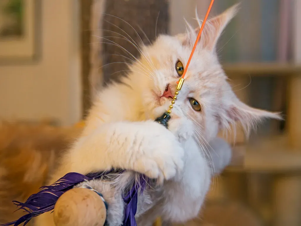 Wand Toys Dominate Because They Replicate Real Hunting (Image Credits: Flickr)