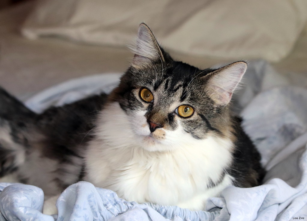 The Warmth of Their Presence Lingers (Image Credits: Flickr)