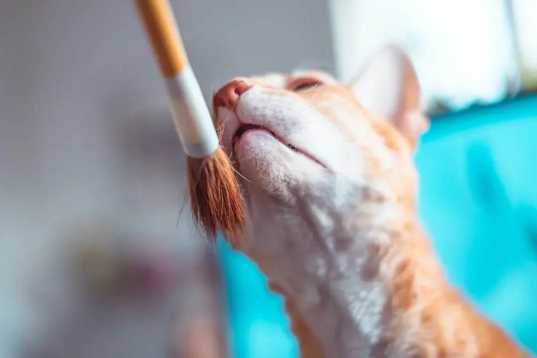 Your Cat Has a Nose That Borders on the Supernatural (Image Credits: Unsplash)