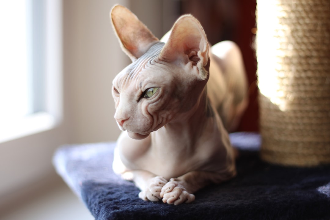 Sphynx: The Wrinkled Comedian (Image Credits: Unsplash)