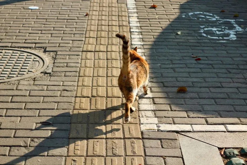 #1 The Slow, Low Sweep (Image Credits: Pexels)