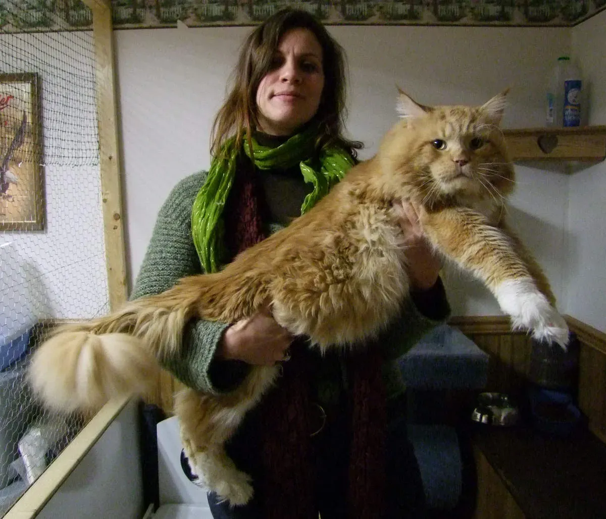 Maine Coons Grow Enormous And Come With Size-Related Health Problems (Image Credits: Wikimedia)