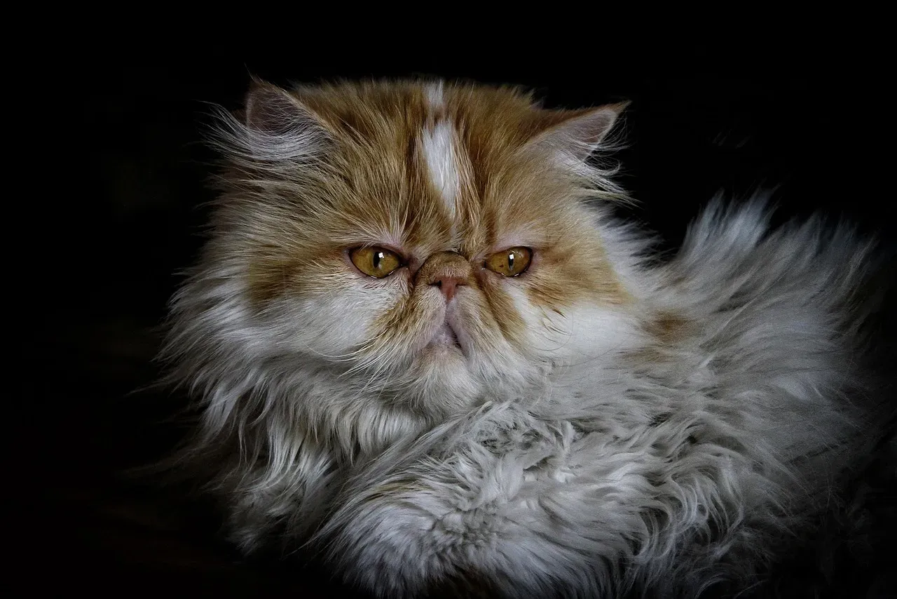 Persian: Gentle Lap Cats Who Hate Hustle (Image Credits: Pixabay)