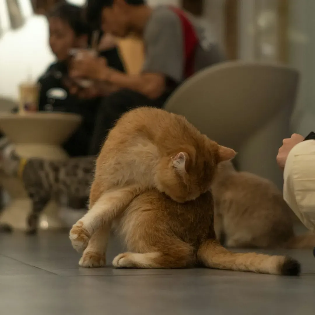 Conclusion: Understanding Your Cat's Social Flexibility (Image Credits: Unsplash)