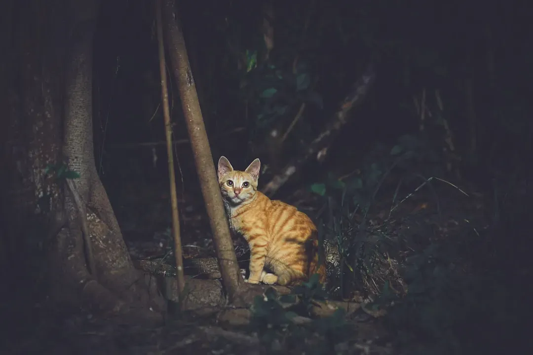 The Hunting Instinct Never Sleeps (Image Credits: Unsplash)