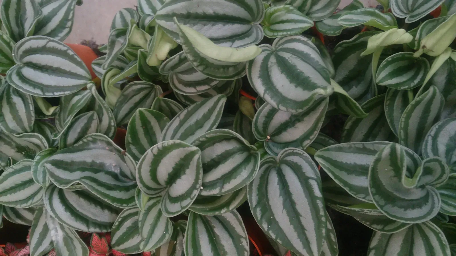 7. Peperomia (Peperomia spp.) (By Mokkie, CC BY-SA 4.0)