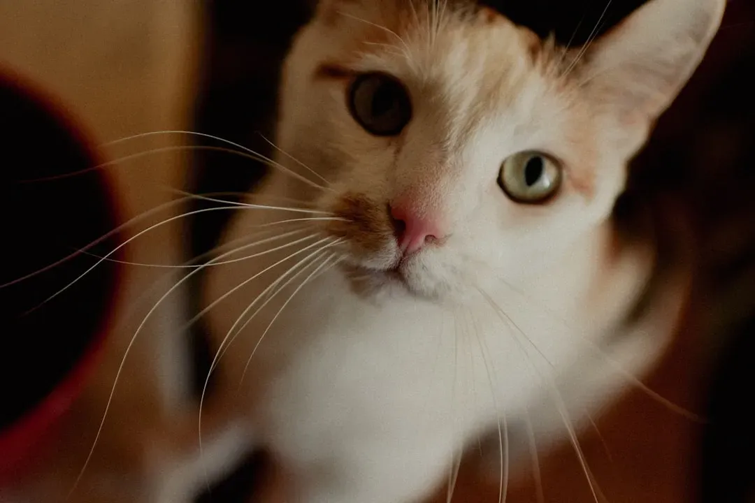 Whiskers: The Tiny Mood Radar Most People Ignore (Image Credits: Unsplash)