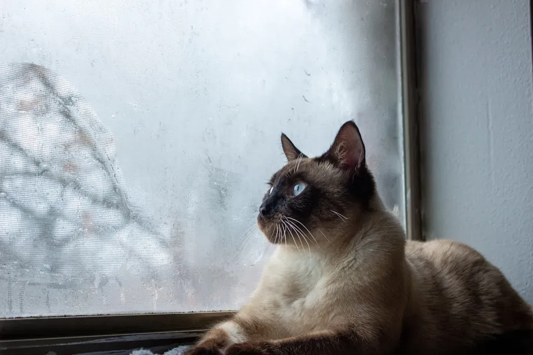 Siamese: The Demanding Chatterbox (Image Credits: Unsplash)