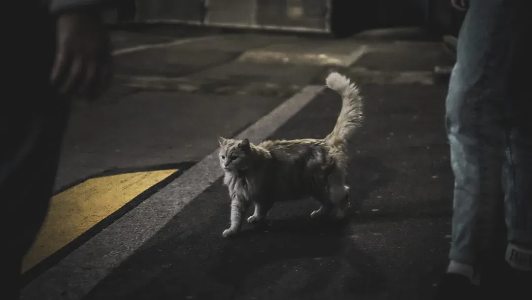 That Midnight Zoomie Session (Image Credits: Unsplash)