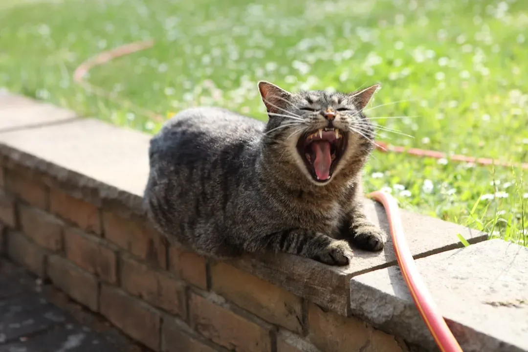 The Long, Drawn-Out Meow: When Your Cat Gets Demanding (Image Credits: Unsplash)