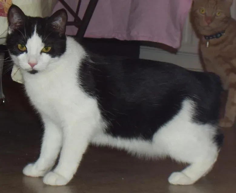 14. Manx Cats: Active Hunters with Special Care Requirements (Image Credits: Wikimedia)