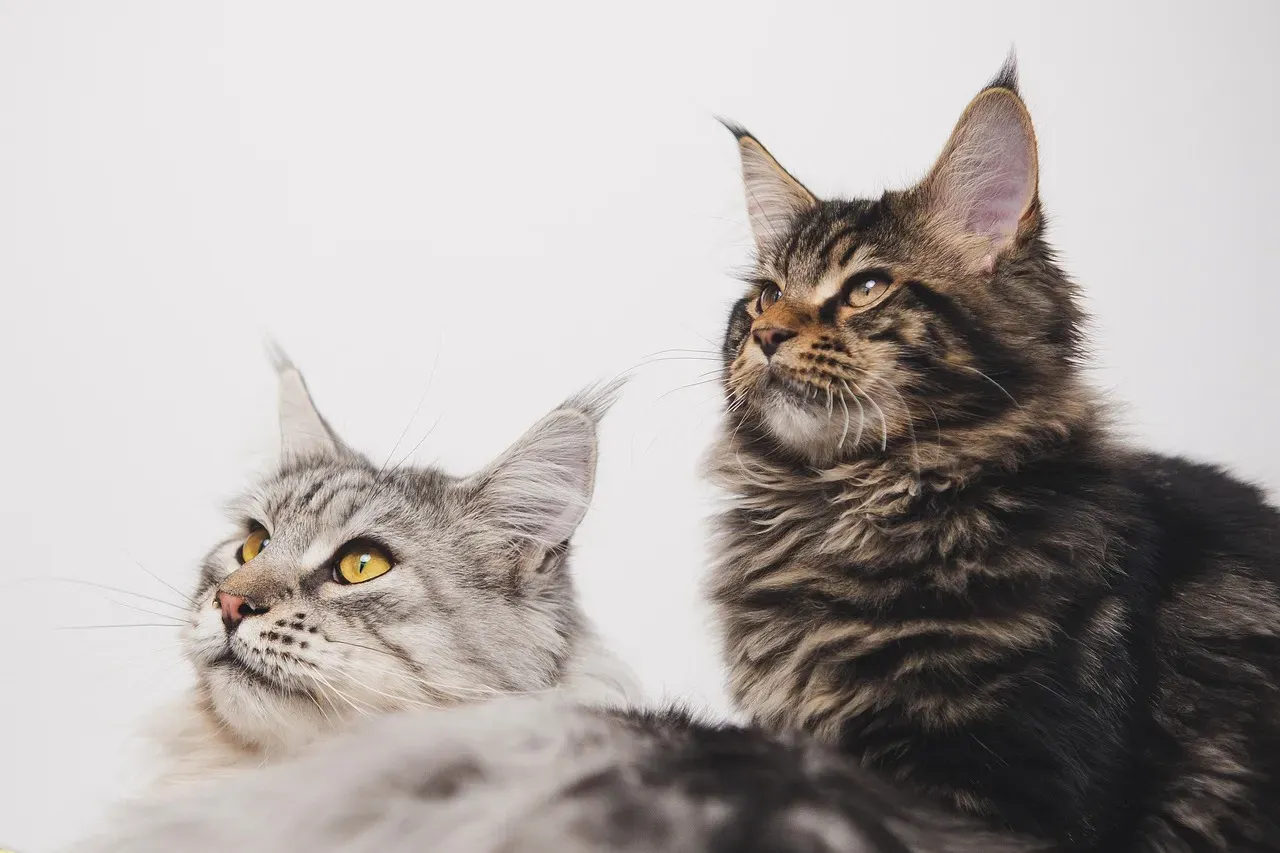 3. Maine Coon: The Gentle Giant Who Pads After You (Image Credits: Pixabay)