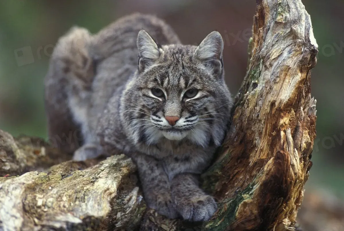 5. Scratches, Scent Marks, and “Scrapes” Around Edges of Yards (Image Credits: Rawpixel)