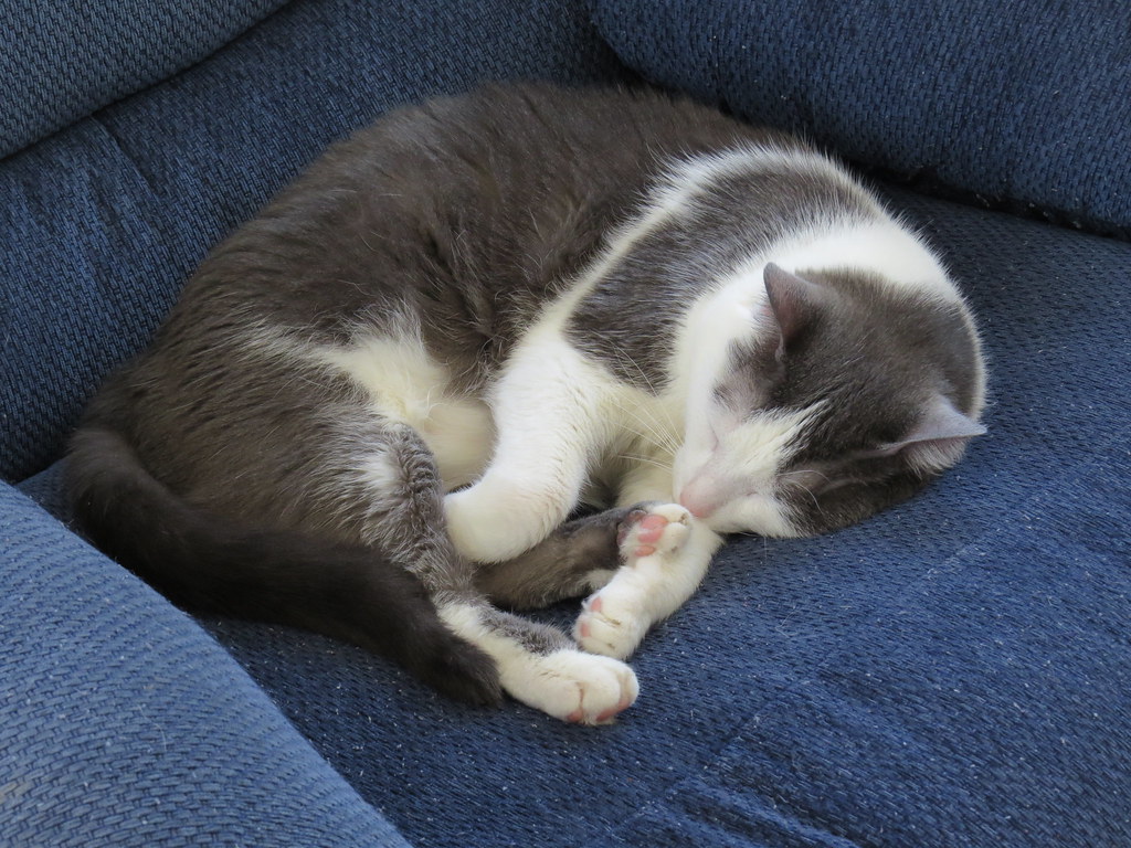 Altered Sleep Patterns and Energy Levels (Image Credits: Flickr)