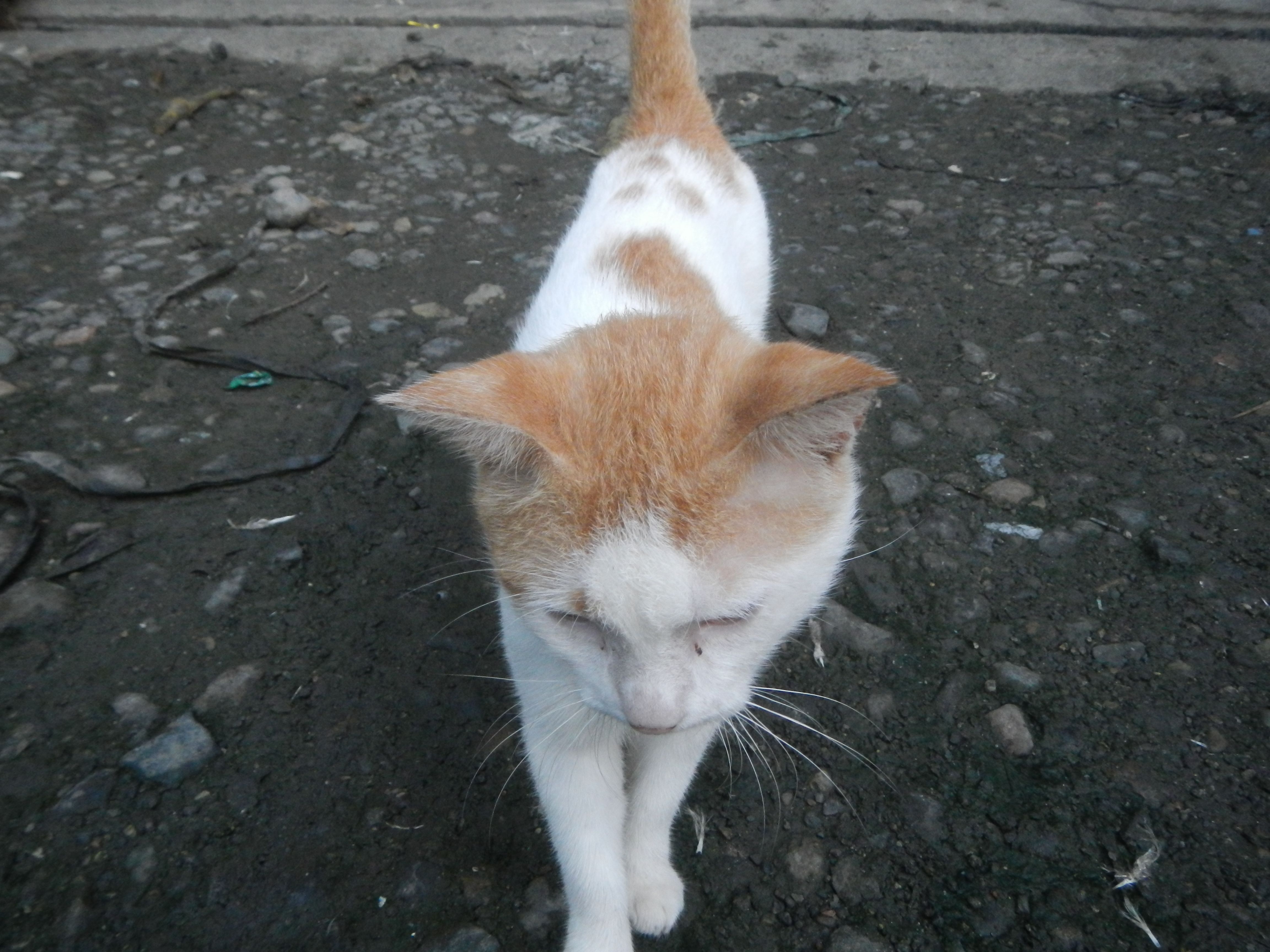 Following You From Room to Room (Image Credits: Wikimedia)