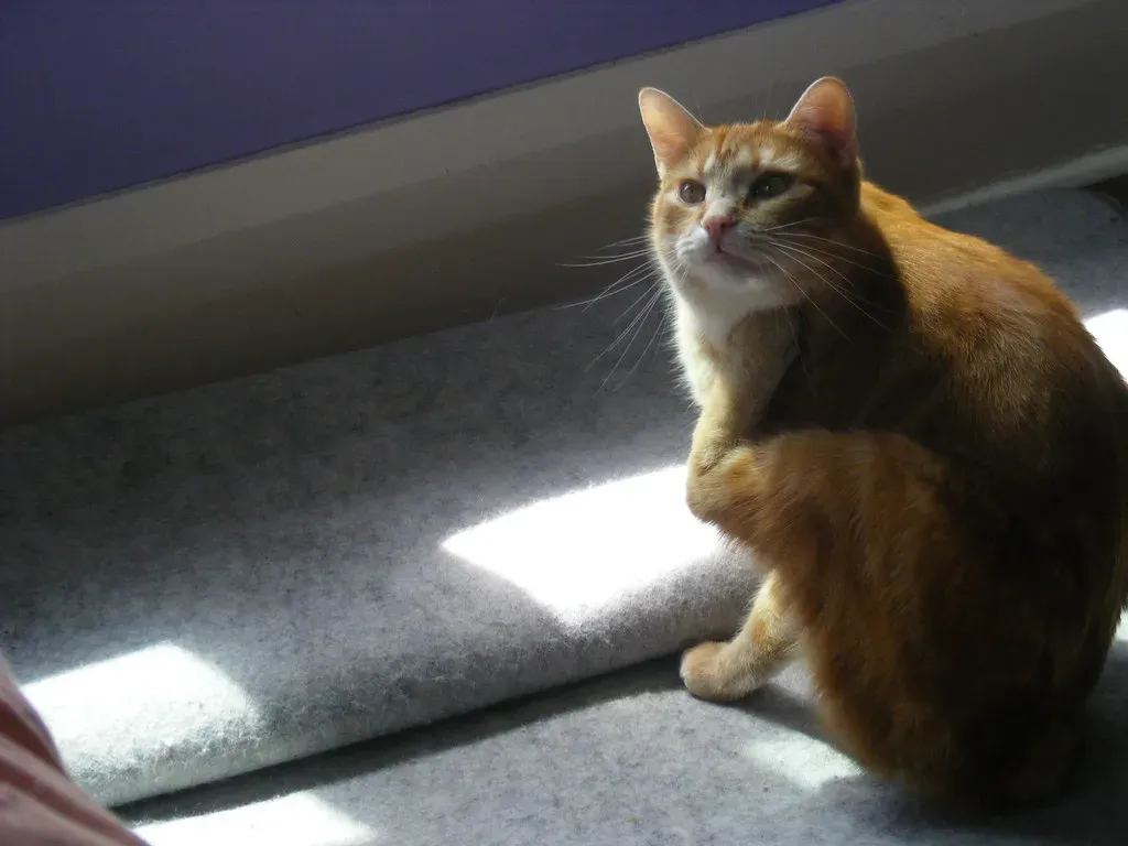 Manx: The Tailless Sprinter (Image Credits: Flickr)