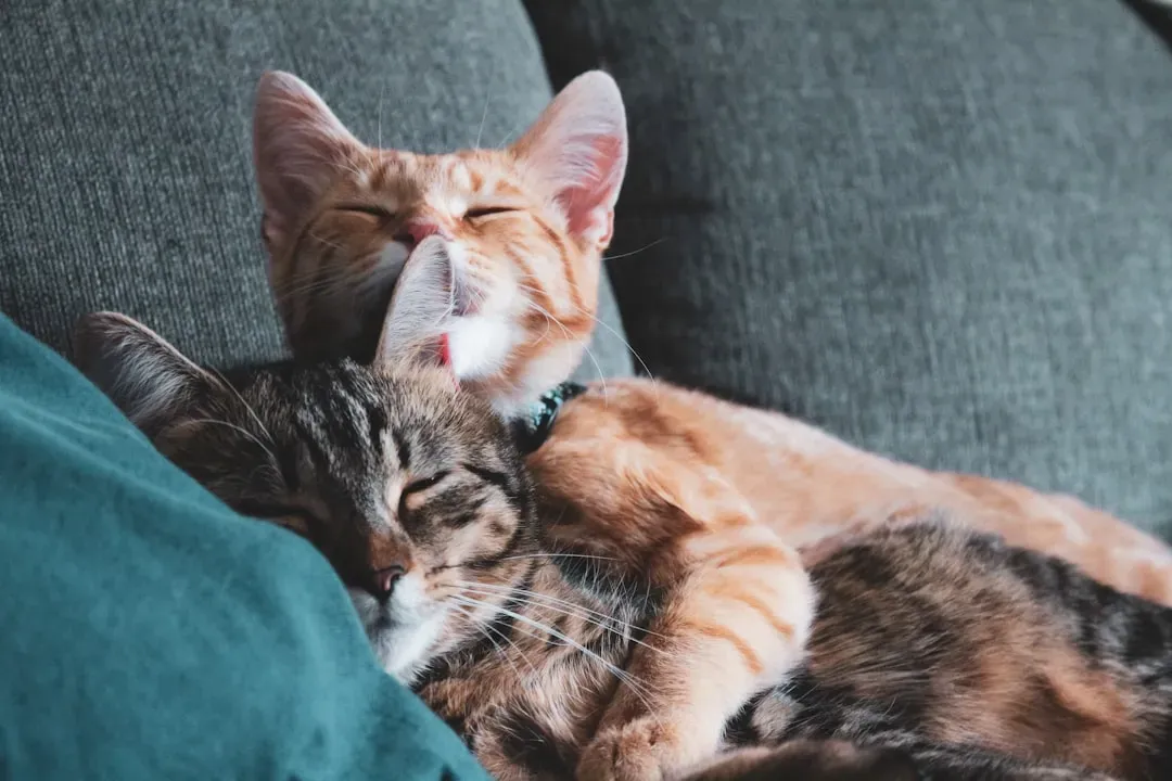 Social Sleeping Reflects Trust and Bonding (Image Credits: Unsplash)