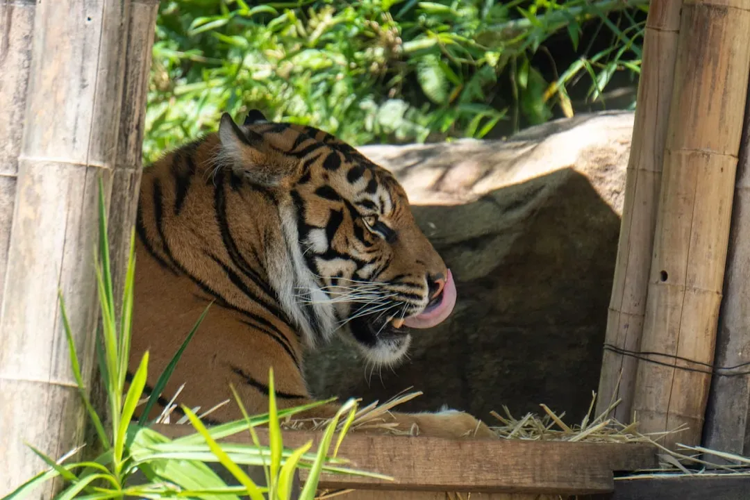 Big Cats Love Boxes Too: It's a Family Affair (Image Credits: Unsplash)