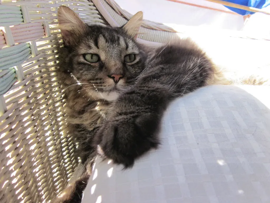 Maine Coon: The Gentle Giant of the Barn (Image Credits: Flickr)