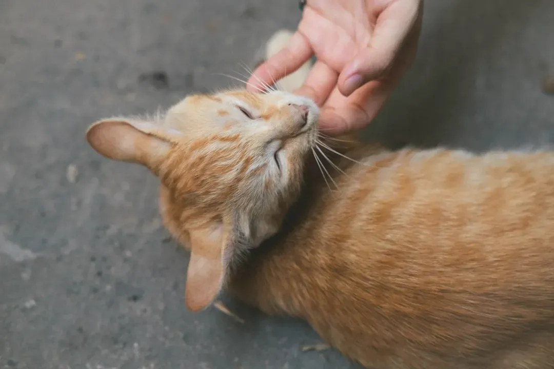 The Gentle Grooming Session (Image Credits: Unsplash)