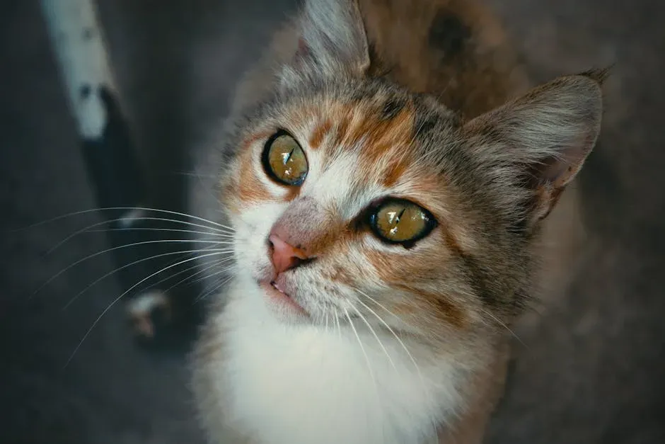 Masters of Motion: Why Nothing Escapes a Cat's Gaze (Image Credits: Pexels)