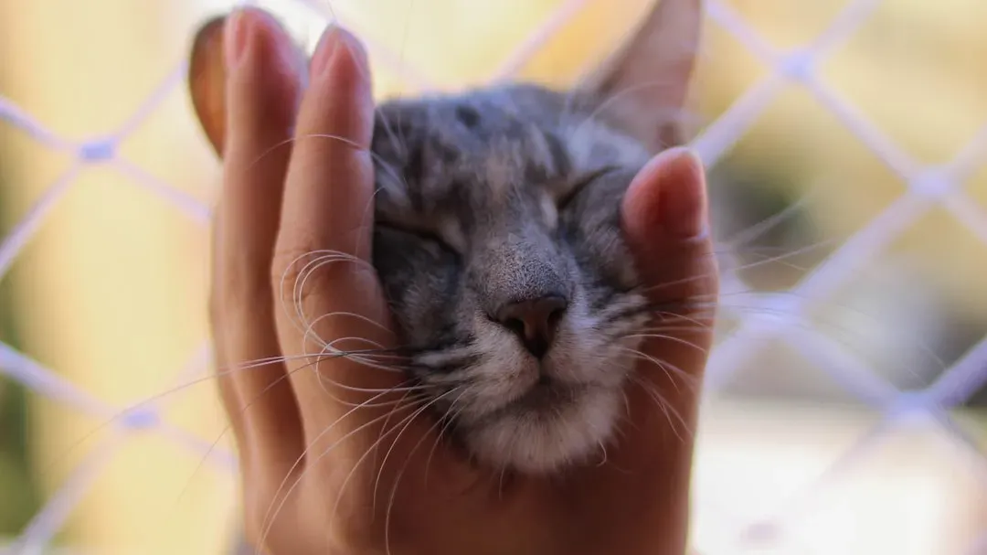 Insecure Attachment Styles Transferred to Cats (Image Credits: Unsplash)