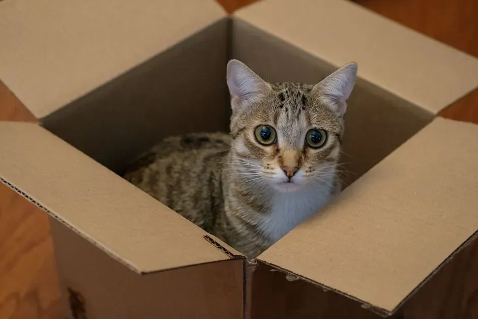 The Ambush Predator Advantage: A Box Is the Perfect Launchpad (Image Credits: Pexels)