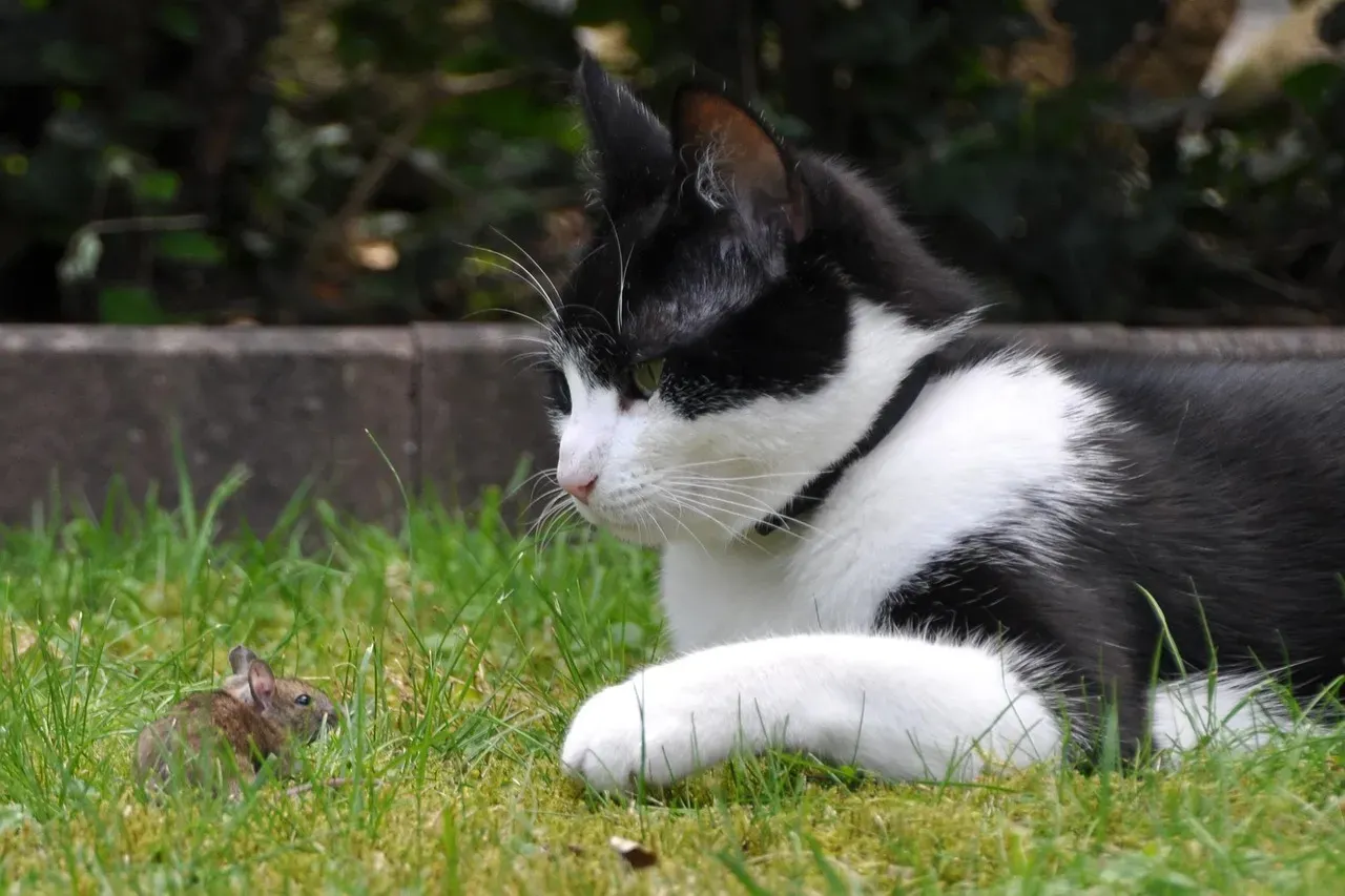 2. Your Cat Acts as a Living Rodent Deterrent Without Even Trying (Image Credits: Pixabay)