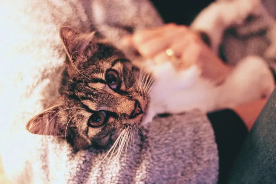 The Solicitation Purr: Your Cat Is Basically Playing You (Image Credits: Pexels)