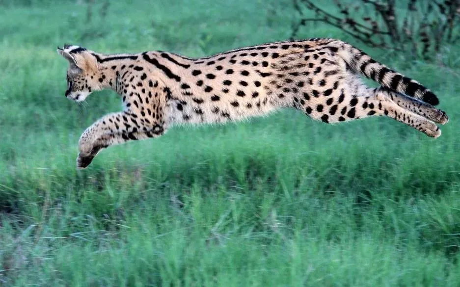Serval – The High‑Jumping Sniper of the Grasslands (By Wynand Uys, CC BY 4.0)