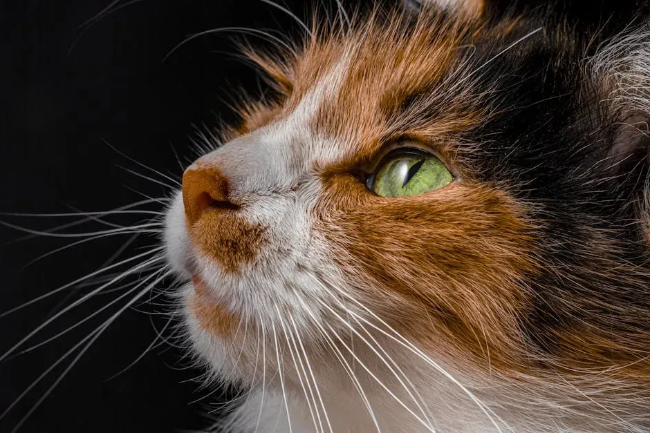 12. Whiskers Shed Naturally - and Grow Back Over Time (Image Credits: Pexels)