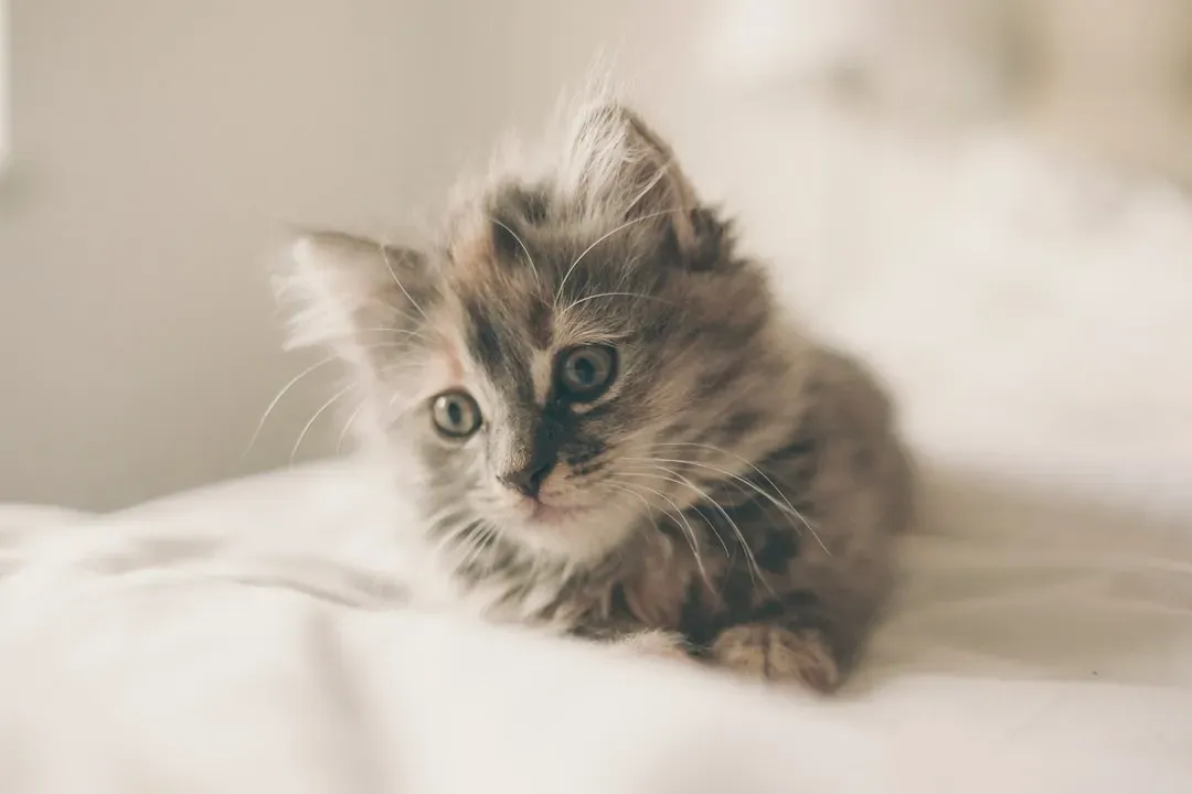 #10 - The Scent Obsession That Reveals Who It Actually Misses (Image Credits: Unsplash)