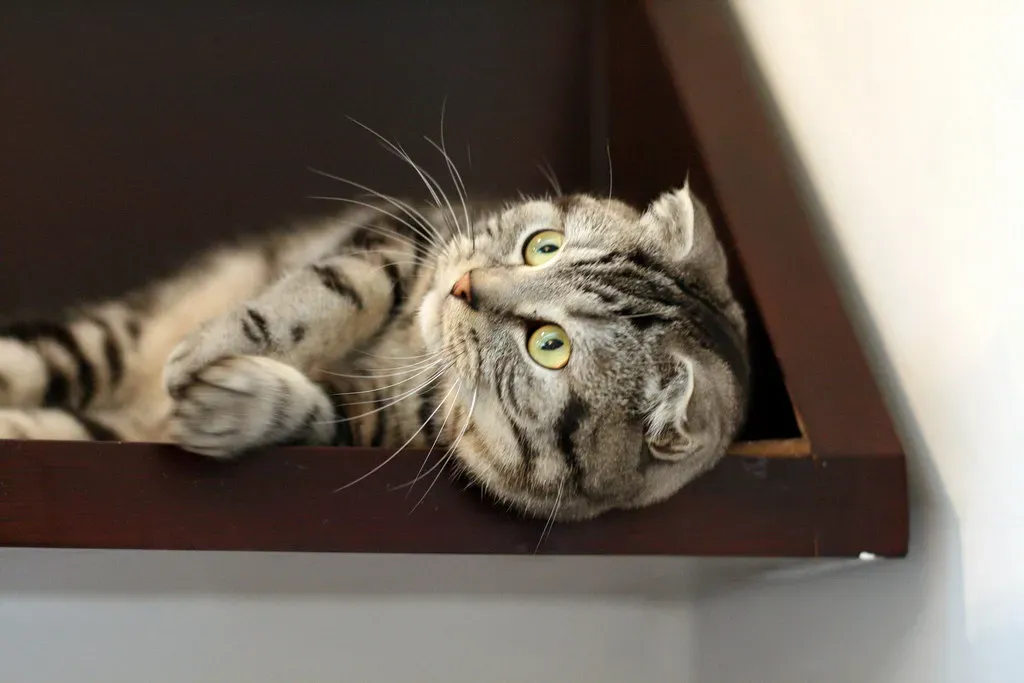 Scottish Fold: The Selective Companion (Image Credits: Flickr)