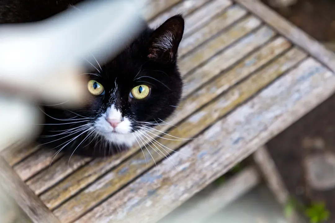 The Observational Nature of a Cat's Gaze (Image Credits: Unsplash)