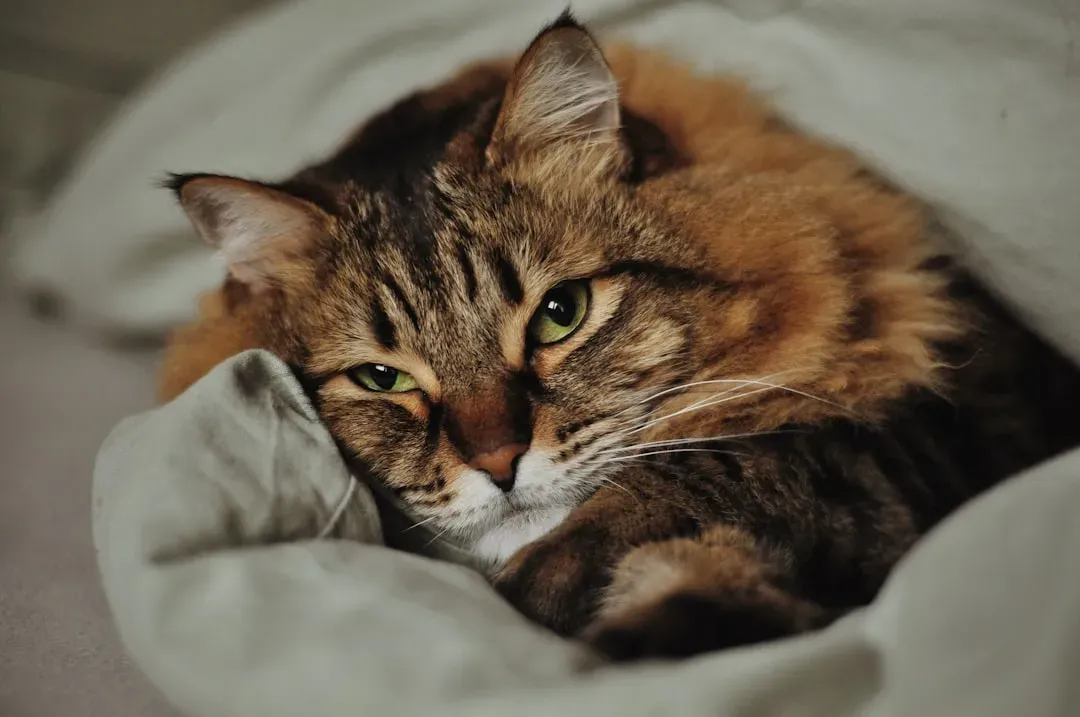 Conclusion: Know Your Cat Before You Fall in Love With the Breed (Image Credits: Unsplash)
