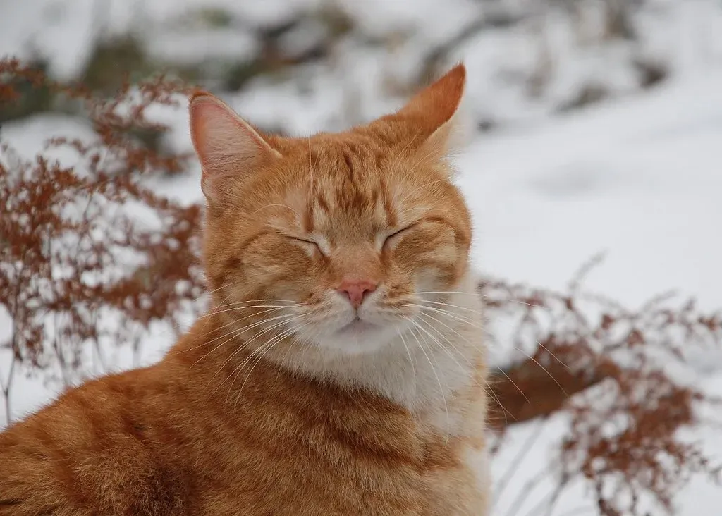 The Slow Blink Is Your Cat's Version of "I Love You" (Miss Claeson, Flickr, CC BY 2.0)