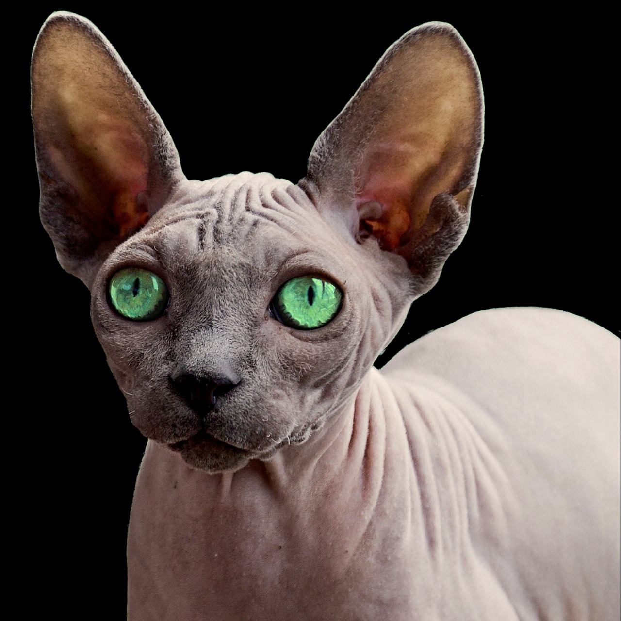 Sphynx - The Attention-Seeking Hairless Wonder (Image Credits: Pixabay)
