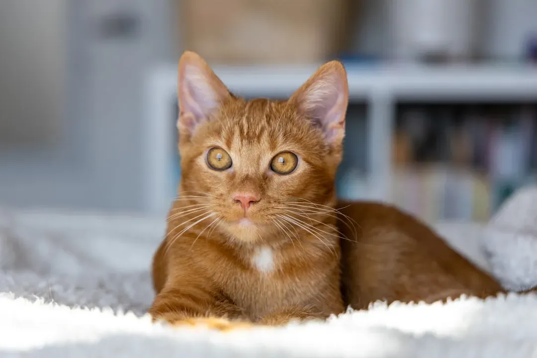 Conclusion: Your Cat Is Speaking, You Just Need to Listen Differently (Image Credits: Unsplash)