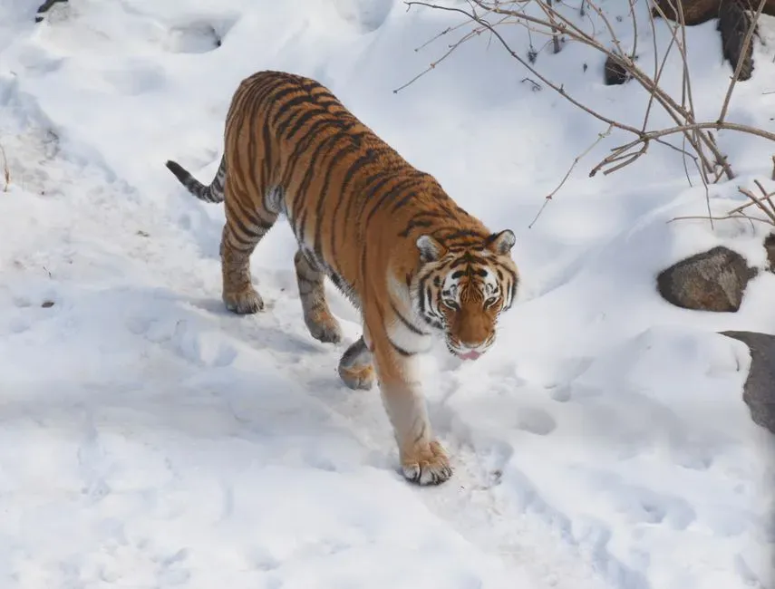 #12. Every tiger subspecies is shaped by its own environment (Image Credits: Pexels)