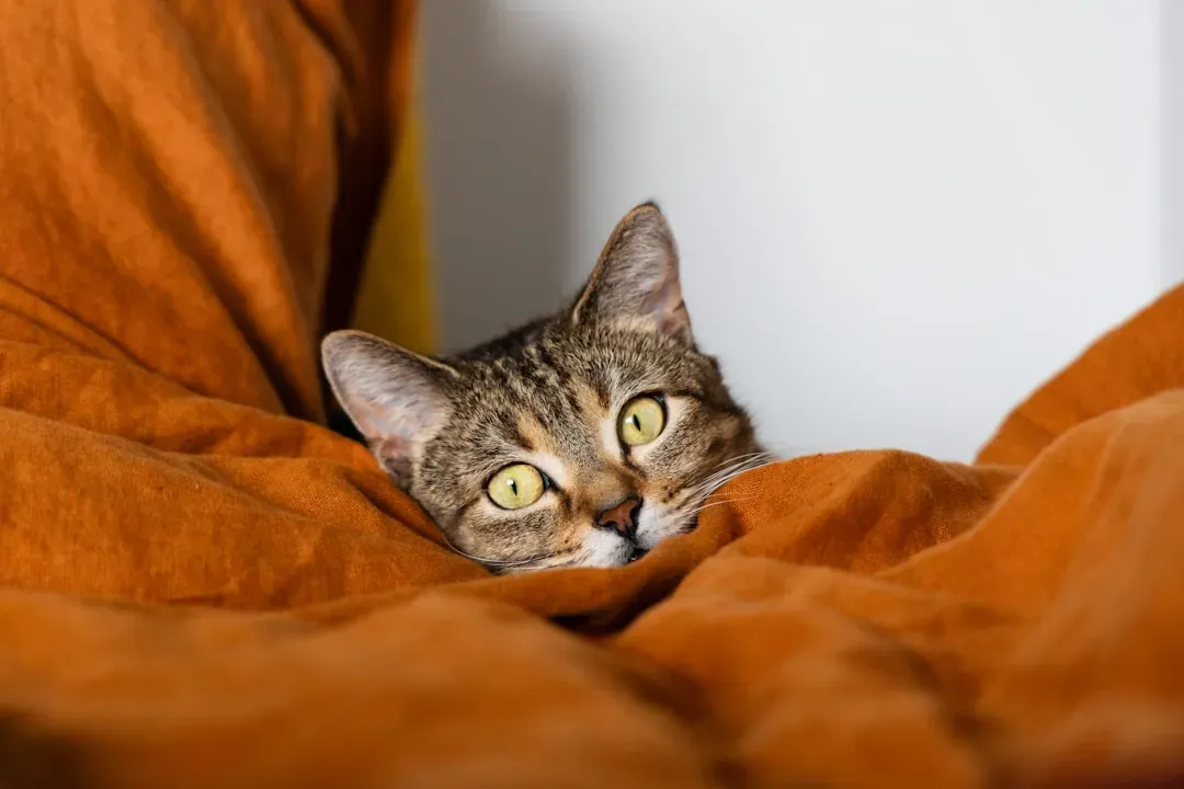 Your Cat Judges the Texture of Everything in Your Home (Image Credits: Unsplash)