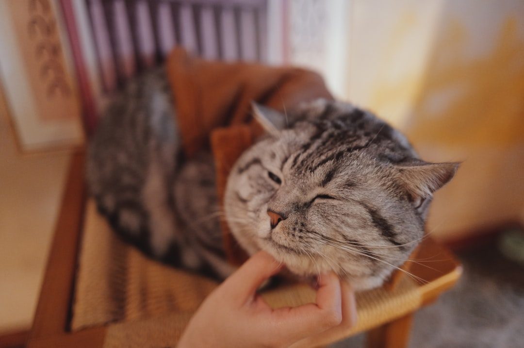 Purring Plus Relaxed Body Language Equals Bliss (Image Credits: Unsplash)