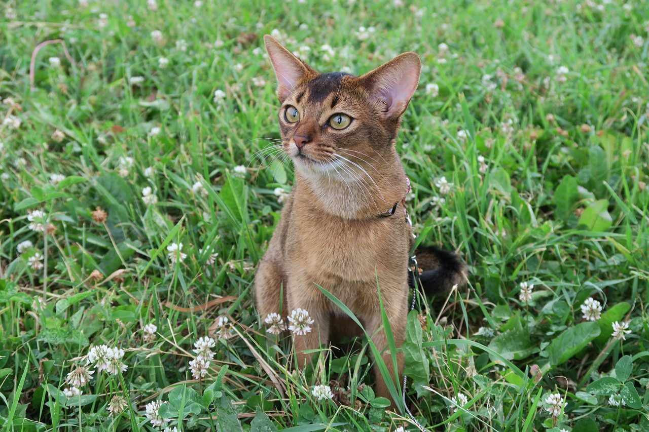 Abyssinian: The Athletic Acrobat (Image Credits: Pixabay)