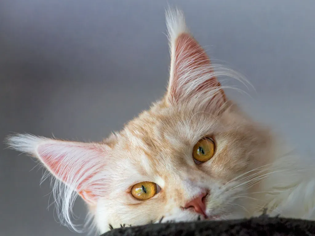 Living With a Maine Coon (Image Credits: Flickr)