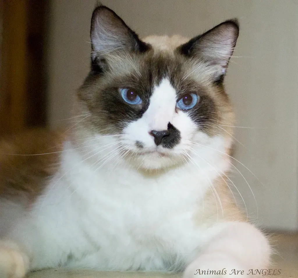 Ragdoll Cats: Deceptively High Medical Needs (Image Credits: Flickr)