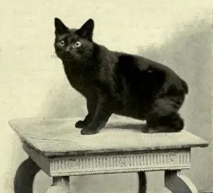 #9 - Manx Cats Respond to Commands Like Dogs ("The Book of the Cat" by Frances Simpson, Public domain)