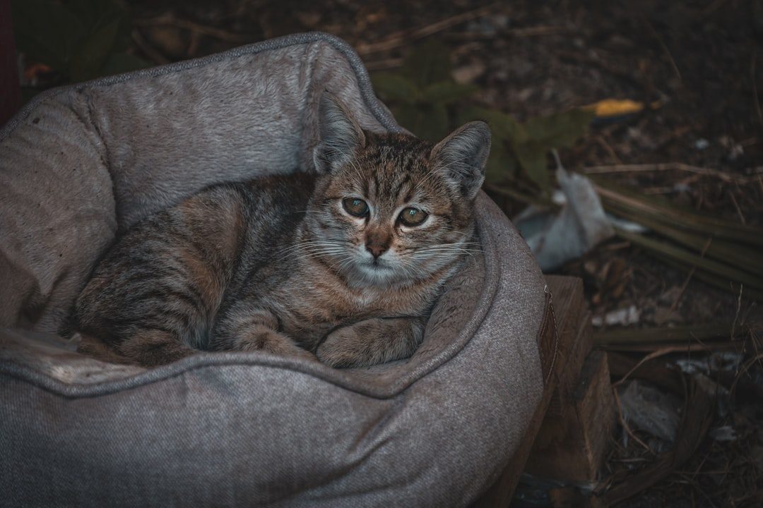 Sleeping Choices That Speak Volumes (Image Credits: Unsplash)