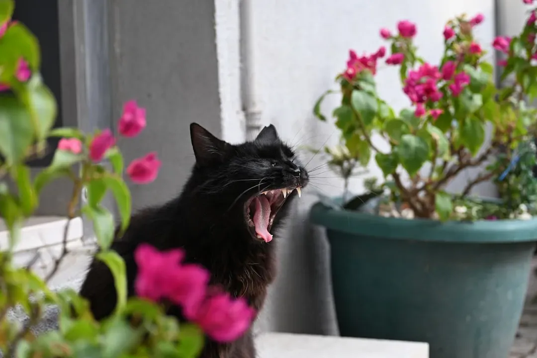 Growling: A Serious Warning You Shouldn't Ignore (Image Credits: Unsplash)