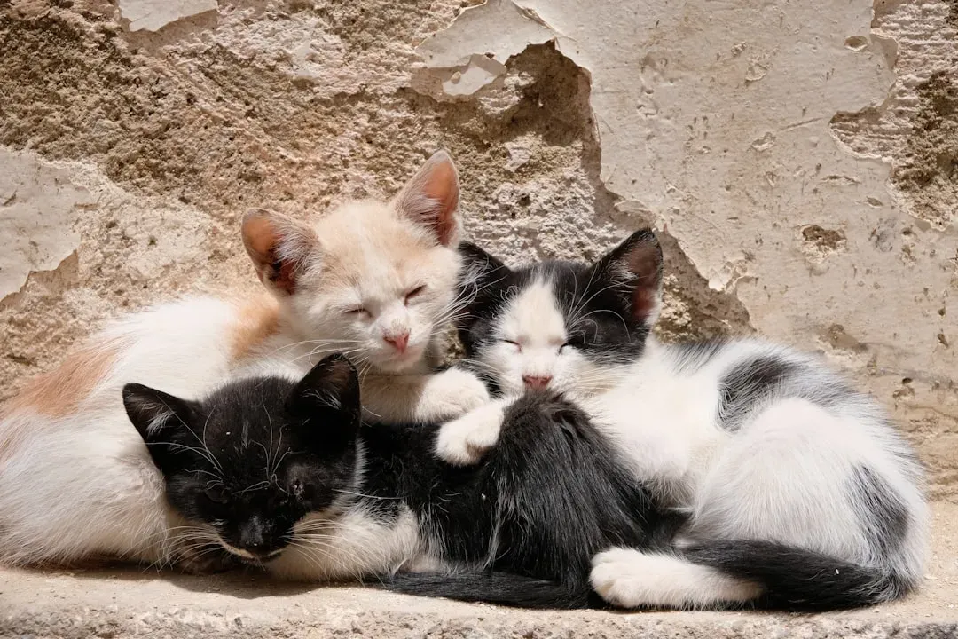 Cooperative Kitten Rearing Shows a Deeply Communal Side (Image Credits: Unsplash)